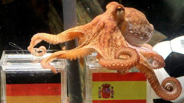 El pulpo 'Paul' se queda en Alemania por ahora