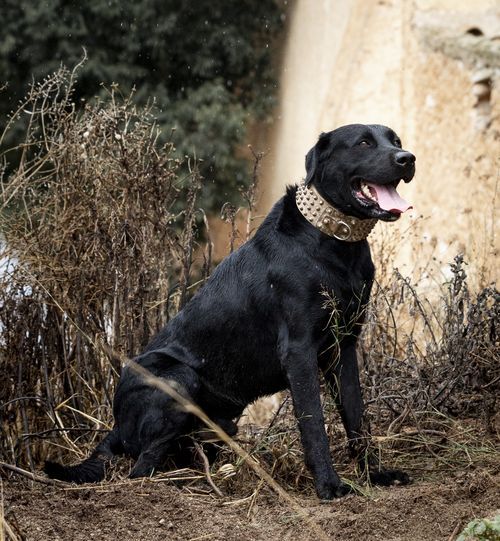 RAZA DE PERROS | Así son las 23 razas de perros originarias de España