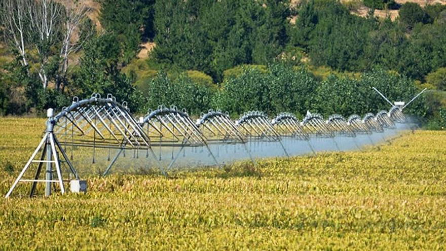 Una plantación de maíz transgénico.