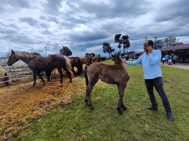 La yegua estrella de la feria de Llanera, en imágenes