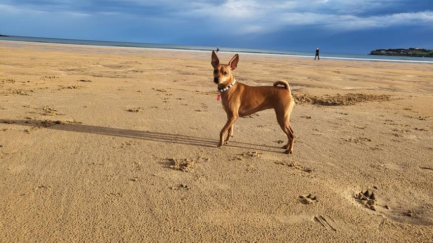 TRUCOS PERROS LADRIDOS | Evita que tu perro ladre cada vez que suena el  timbre de la puerta