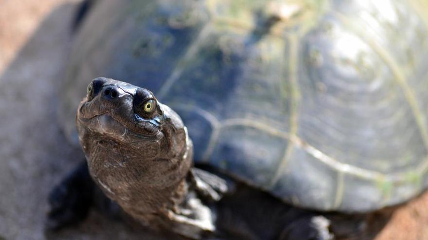 Sale de fiesta en Tenerife y acaba en Urgencias con una tortuga en su vagina