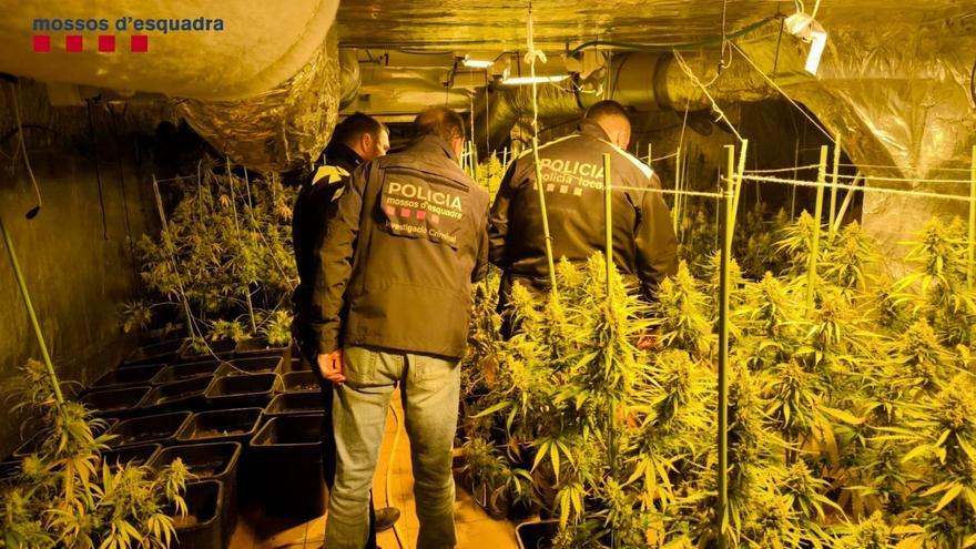 Nou detinguts i tres plantacions de marihuana desmantellades en dos dies a Sant Antoni, Sils i Llorà