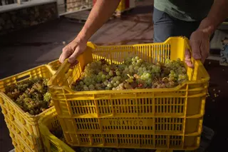 Tenerife pierde el 35% de la producción de uva por la sequía