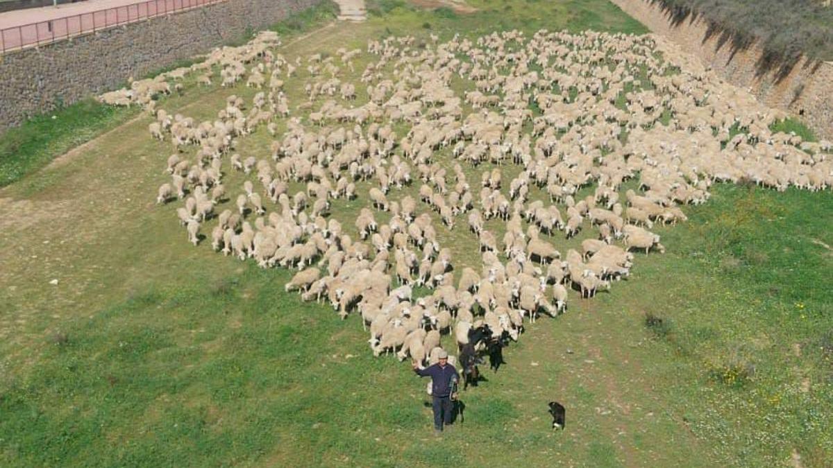 Rebaño de ovejas en la rambla de Fuente Álamo.