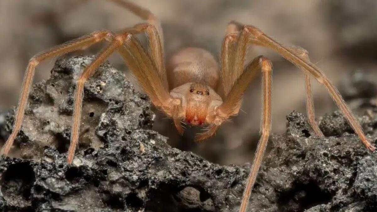 Una araña violinista