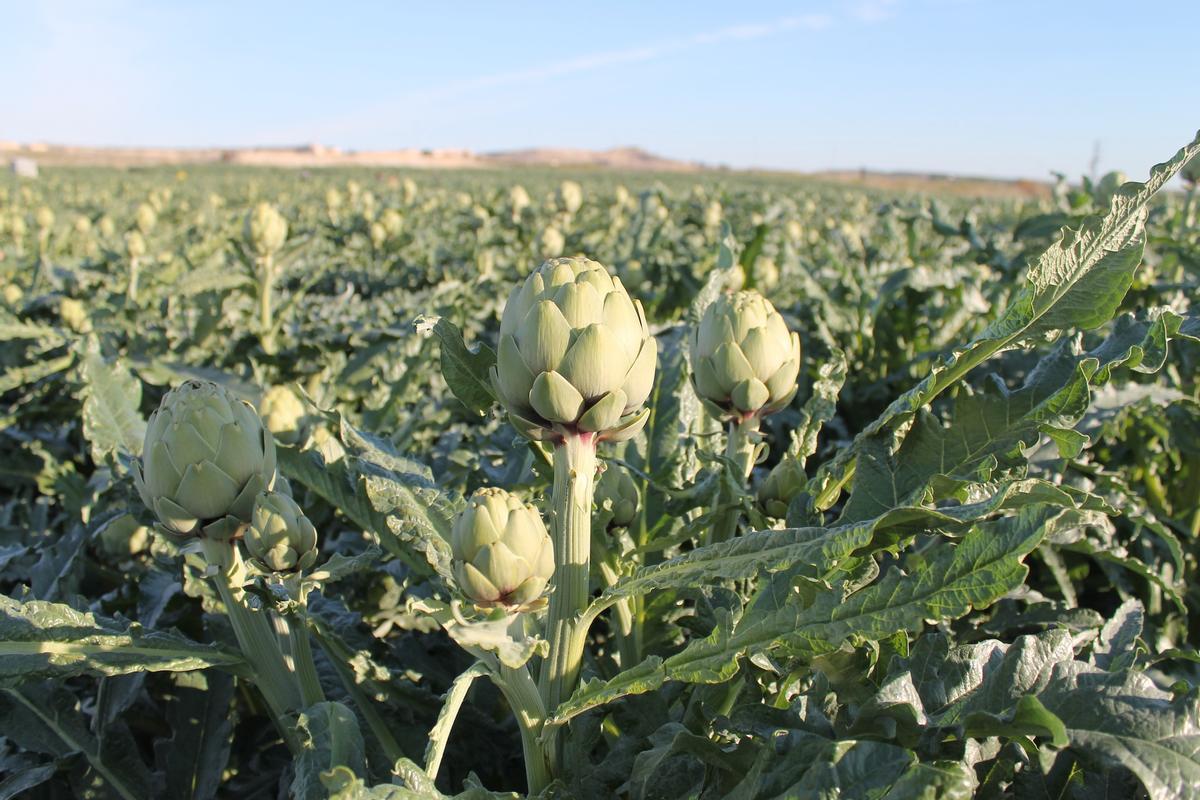 Cultivo de alcachofas en la Vega Baja