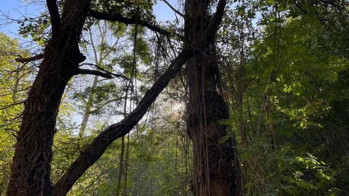 Reserva natural de Sant Hilari Sacalm.