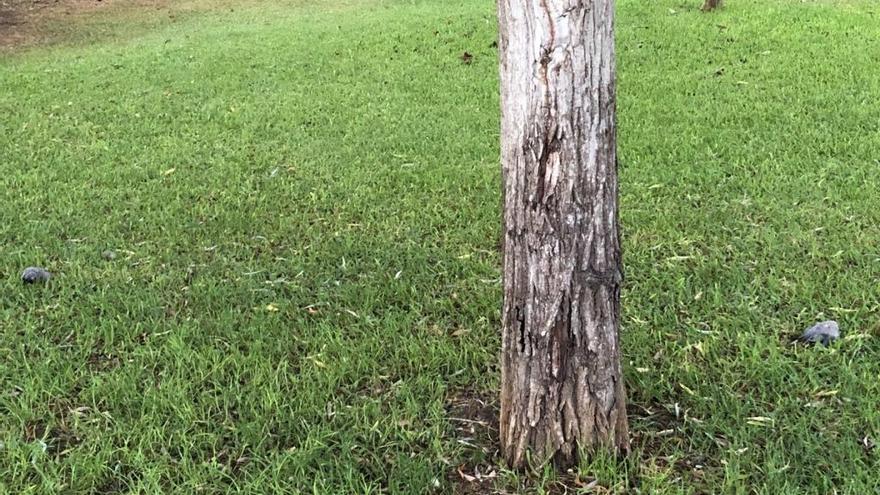 Dos ejemplares de tórtolas en el parque de Huelin, en una foto del pasado mes de agosto, publicada por @SQuinteroPartal en Twitter
