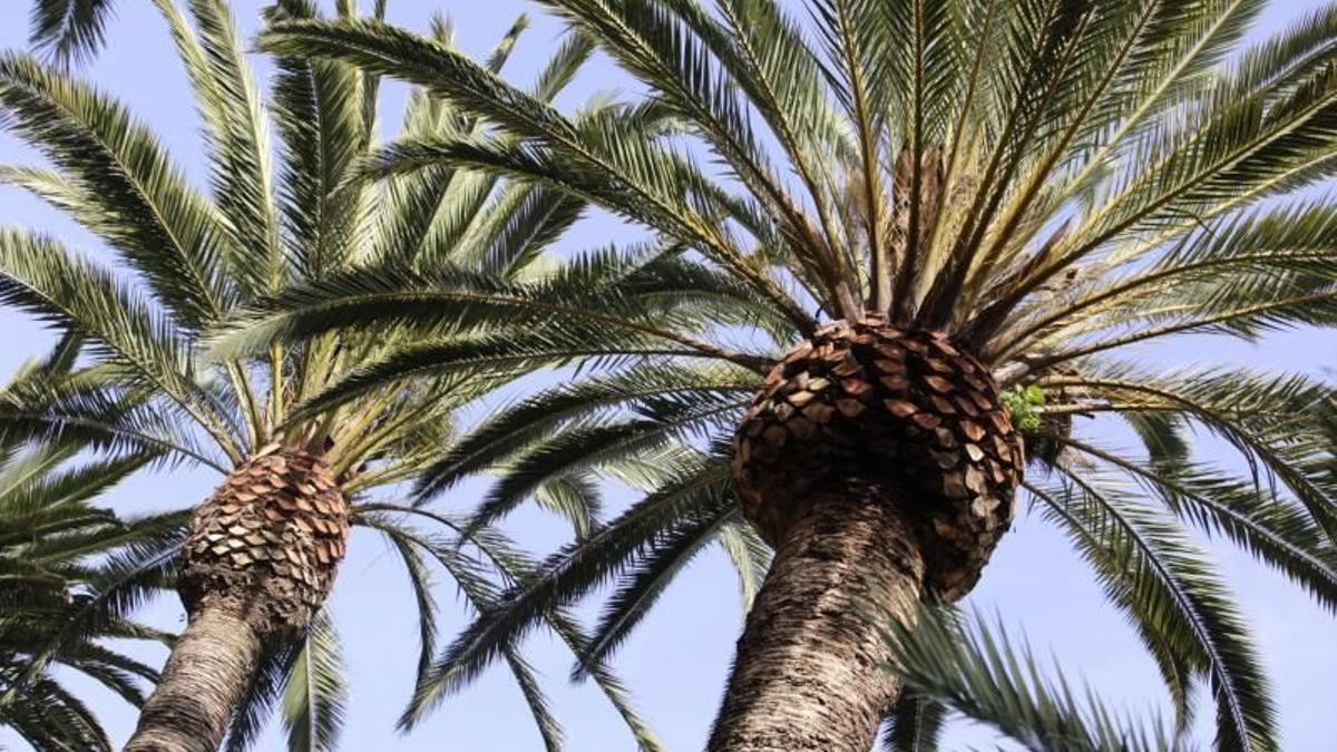 Imagen de archivo de palmeras.