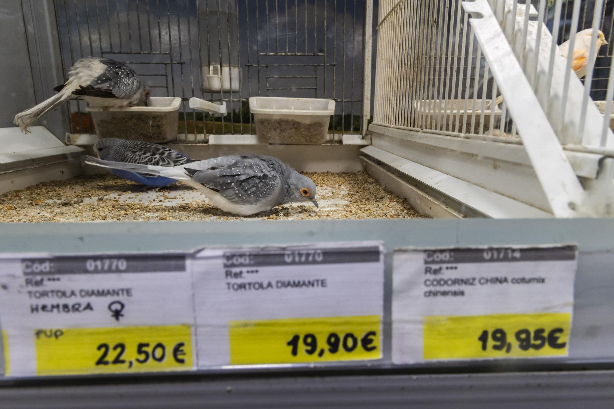 Casi 400 tiendas de animales, en jaque en la C. Valenciana por ley de Bienestar Animal