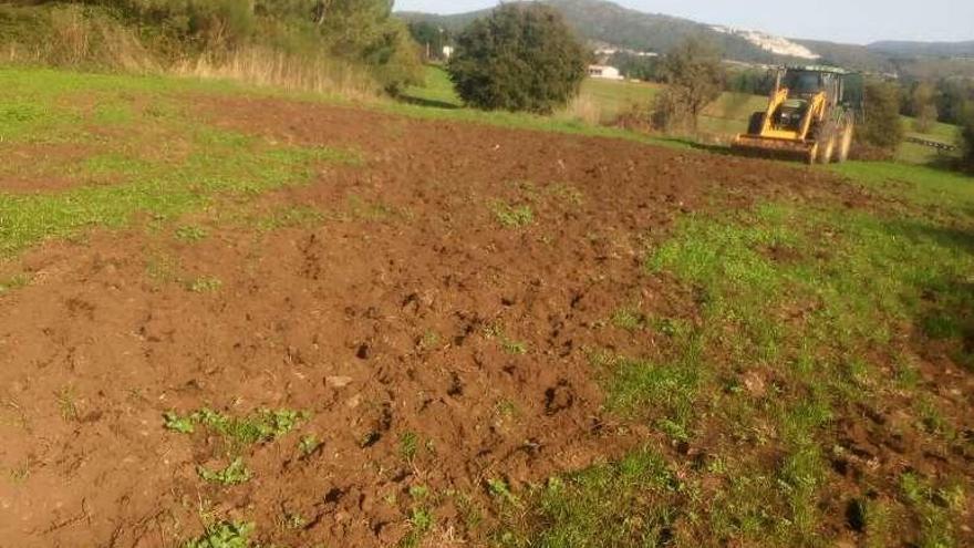 Terreno revuelto por el jabalí en una pradera de Castro.