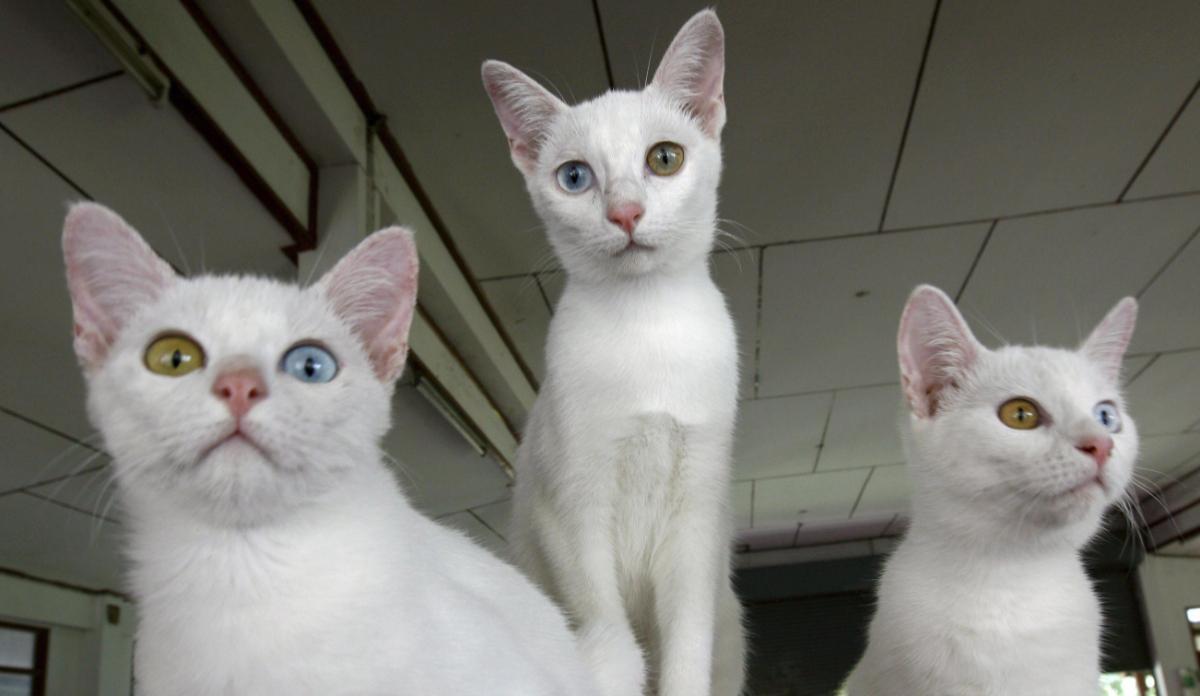 GATOS BLANCOS | ¿Tienes un gato blanco?: Todo lo que debes saber sobre este  peculiar animal