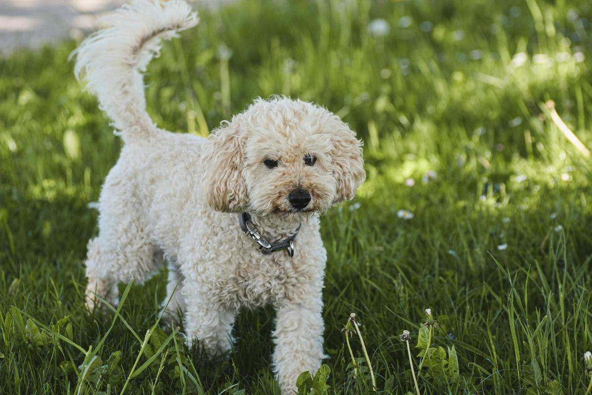Un caniche blanco en una imagen de archivo.