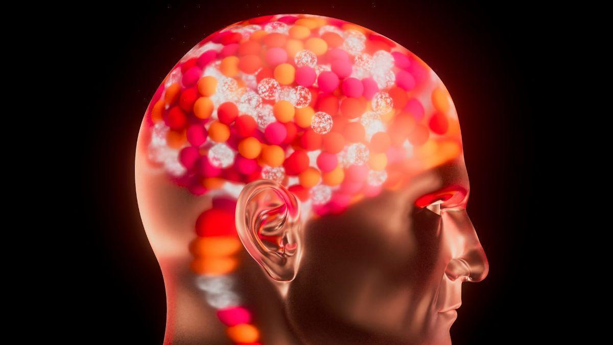 NEUROCIENCIAS / ¿Maduramos a los 24 años? Así lo sugiere un nuevo mapa genético de la corteza prefrontal