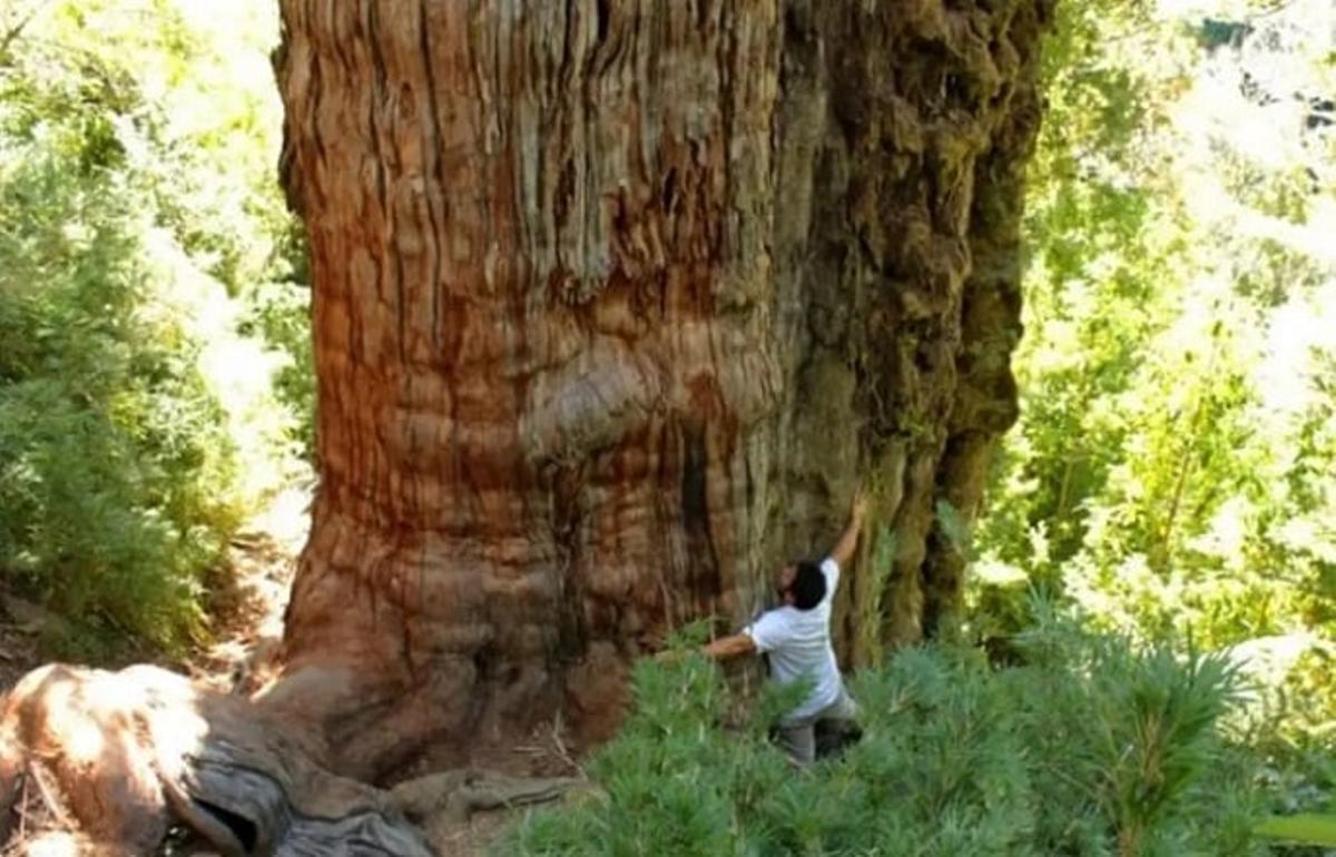 El 'Gran Abuelo', cuya edad exacta está pendiente de confirmar