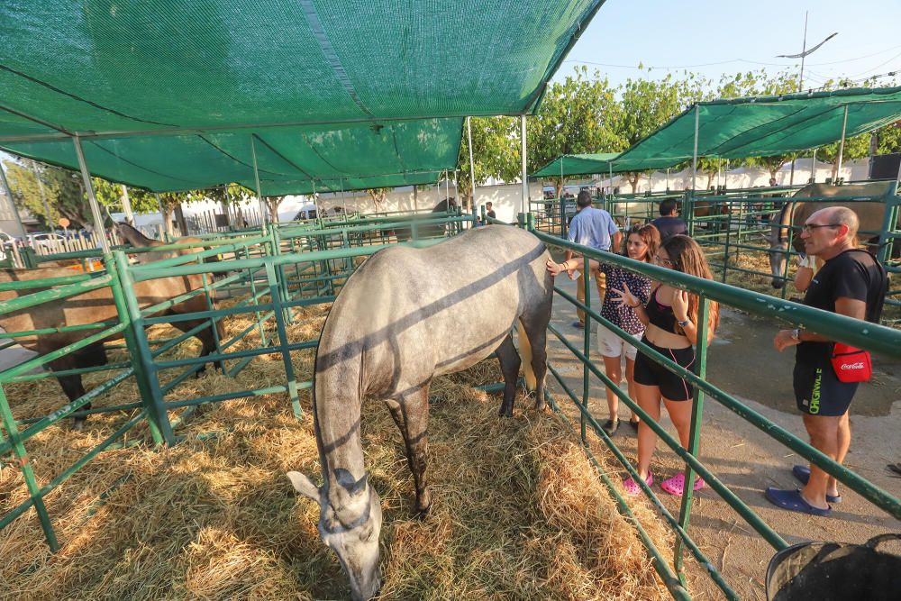 Exhibiciones ligadas a los trabajos ganaderos y agrícolas, ecuestre y canina, fiesta y feria, se dan cita en la Feria de Ganado de Dolores, el Fegado.