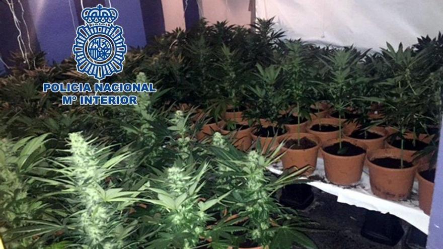 Detenidos por cultivar 1.200 plantas de marihuana en una vivienda de Almassora