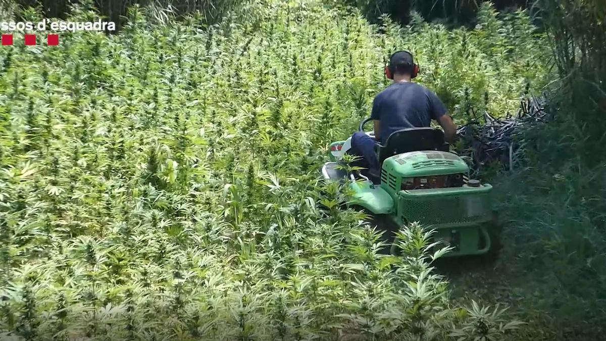 La plantació de marihuana de Ventalló descoberta pels Mossos