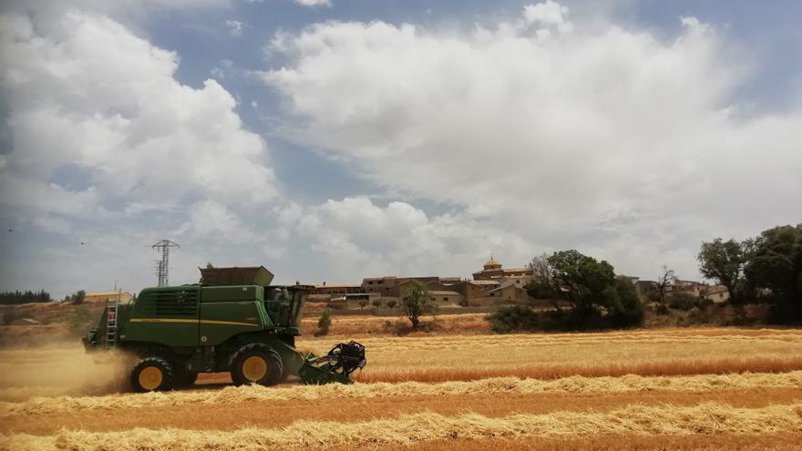 La mejora vegetal evita una mayor caída del rendimiento del cultivo de cereal en Aragón