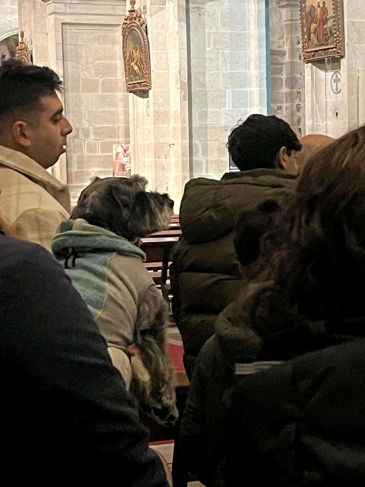 Bendición de animales por San Antón en Santiago