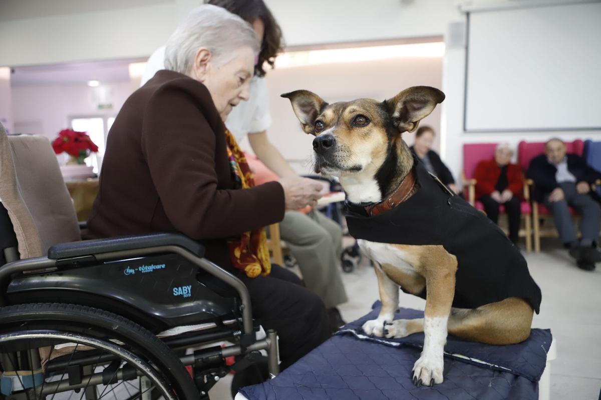 Frida, la perra de terapia asistida en una residencia de Zaragoza