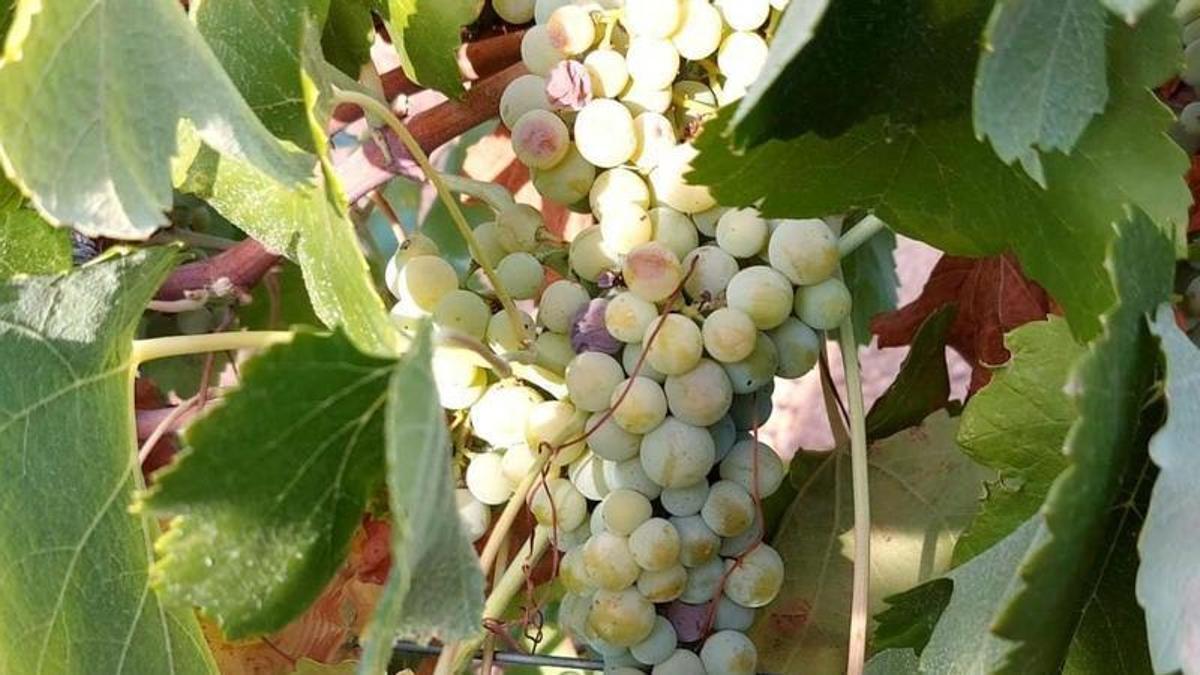 Racimos de uva en la zona de Tierra de Barros.