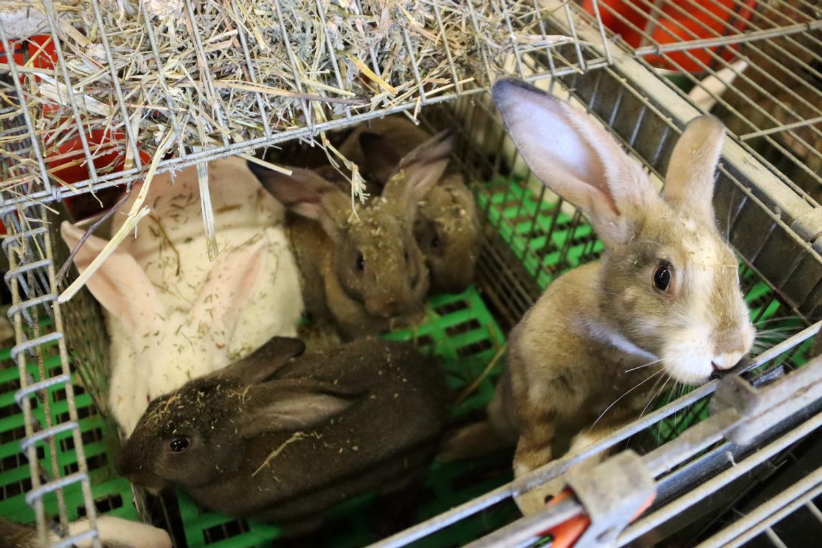 Detall d'alguns conills de la granja de Cal Palà