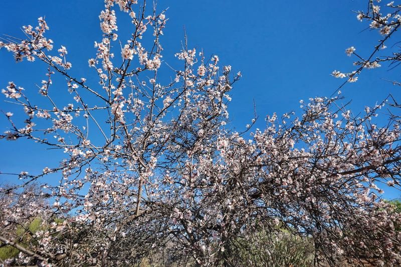 Almendros en flor en Santiago del Teide