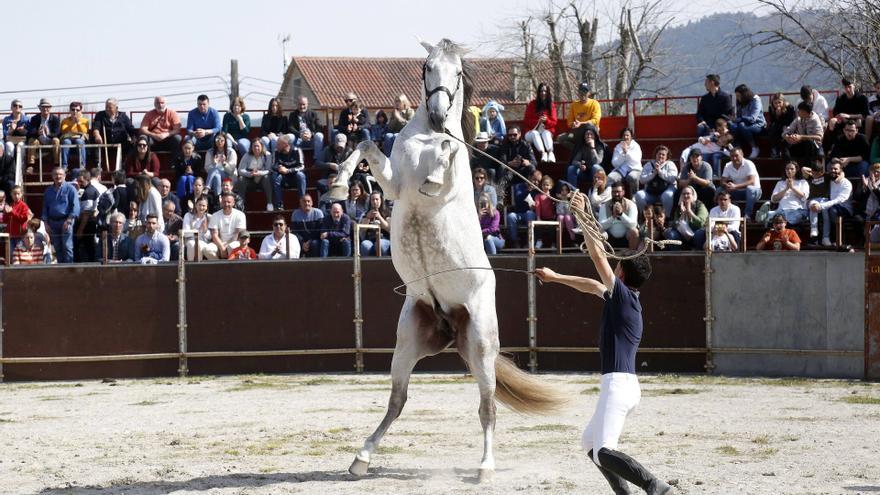 La Pascua atrajo a Padrón a los 80 mejores equinos de Galicia