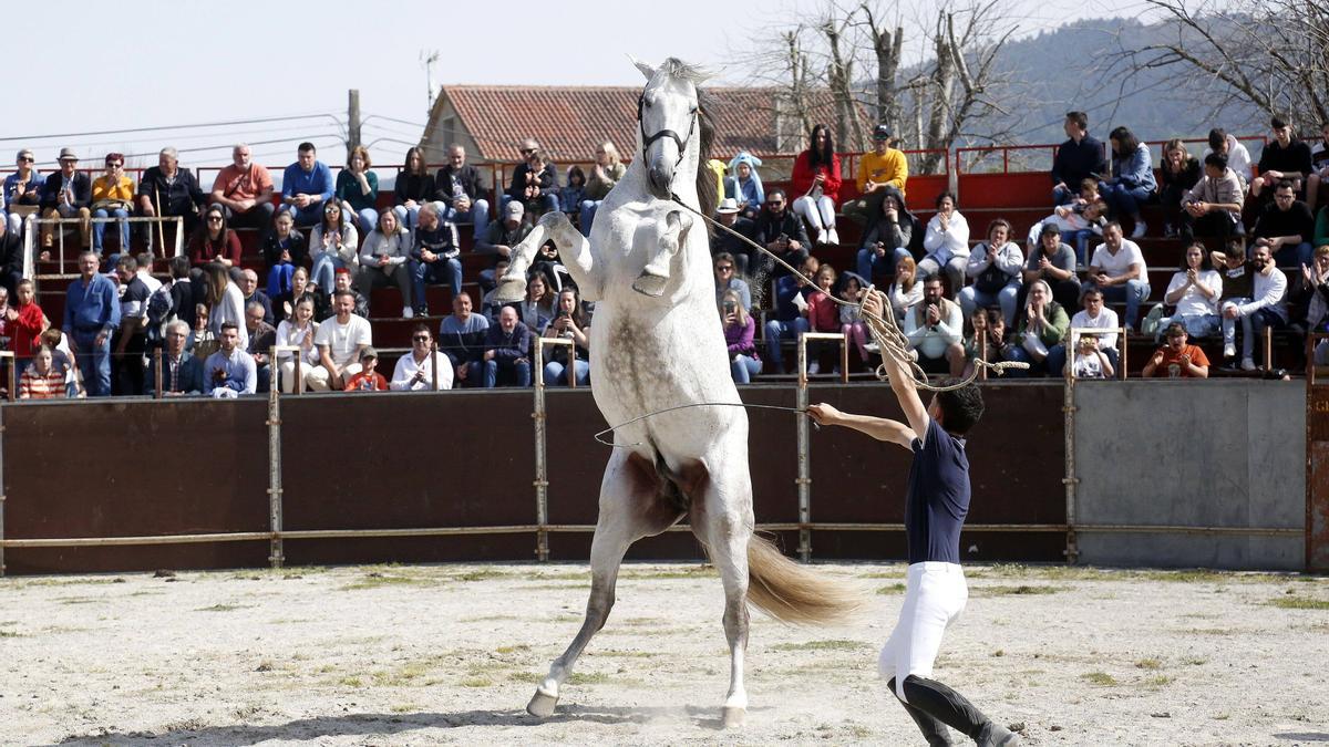 Imagen del concurso de doma