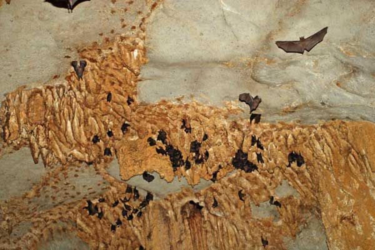 Murciélagos en el interior de una de las cuevas del Parque Nacional de Ankarana.