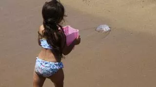 Bandera amarilla por medusas en cinco playas de Barcelona este martes