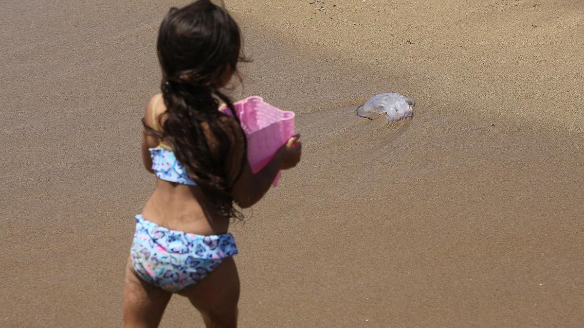 Una medusa en una playa de Barcelona, este verano.