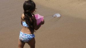 Una medusa en la playa del Somorrostro, Barcelona.