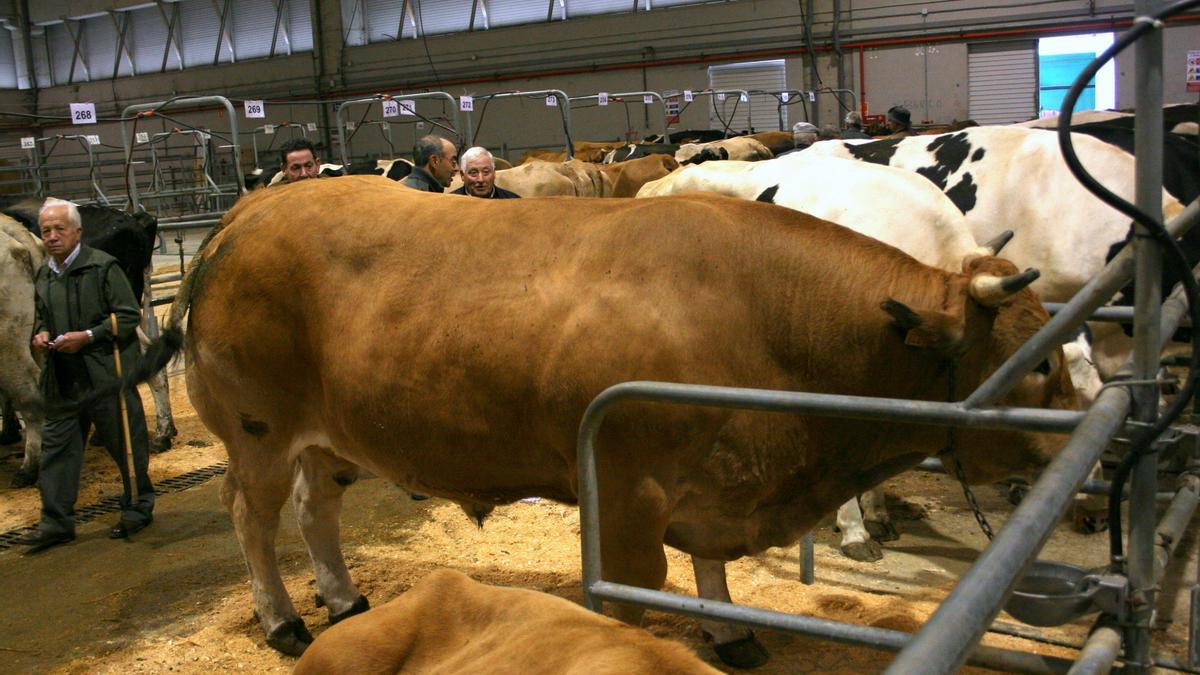 Buey de la raza asturiana de los valles, quinto mejor precio de la lonja.