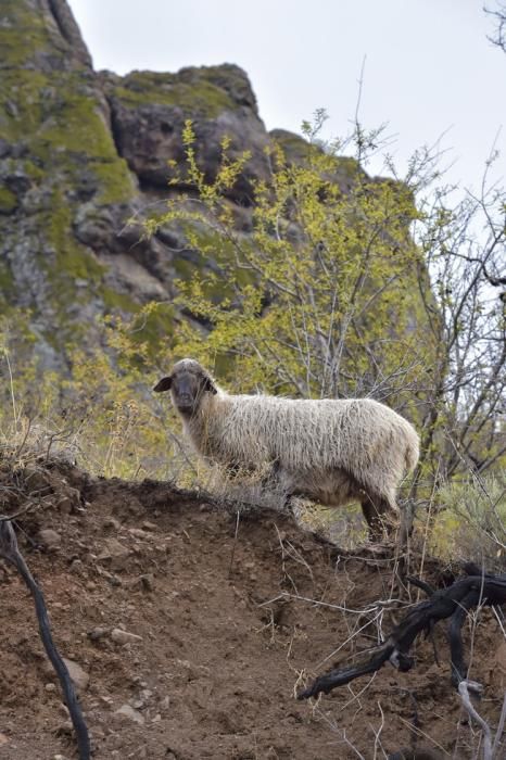 Reportaje lluvias, presa de Chira