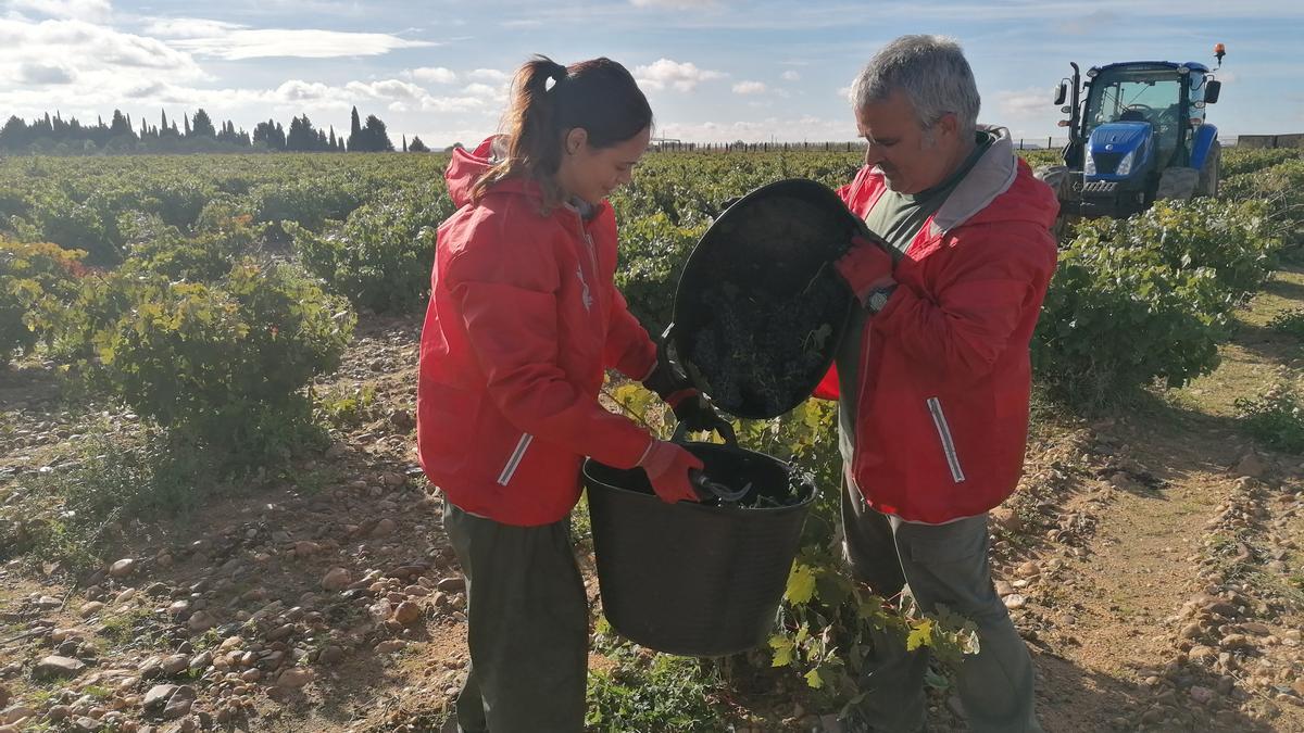 Dos vendimiadores depositan racimos en cestos durante la campaña de 2021