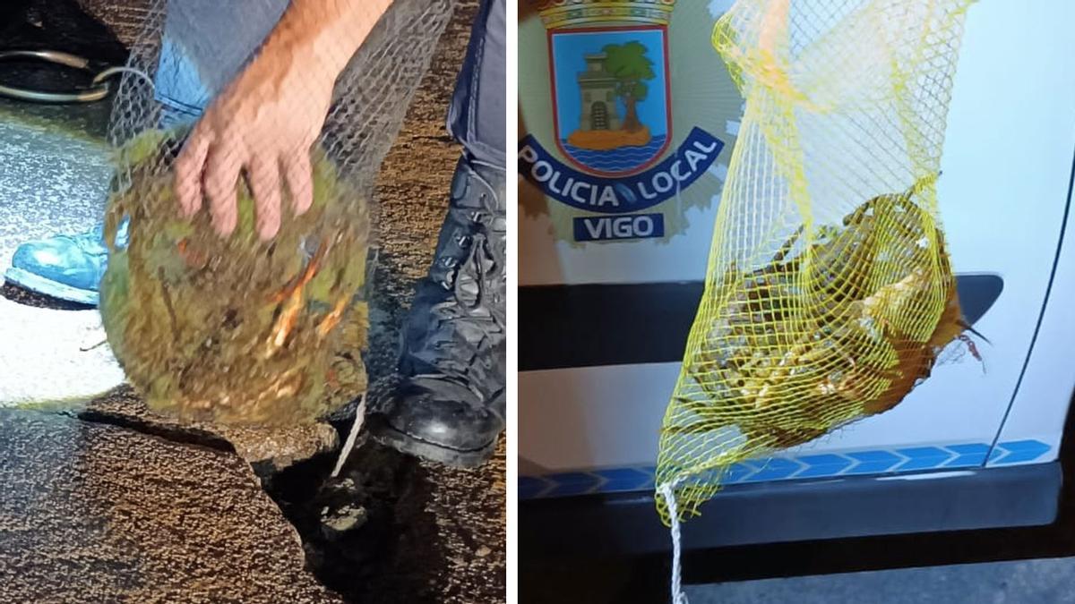 Marisco interceptado por los agentes locales en Bouzas.