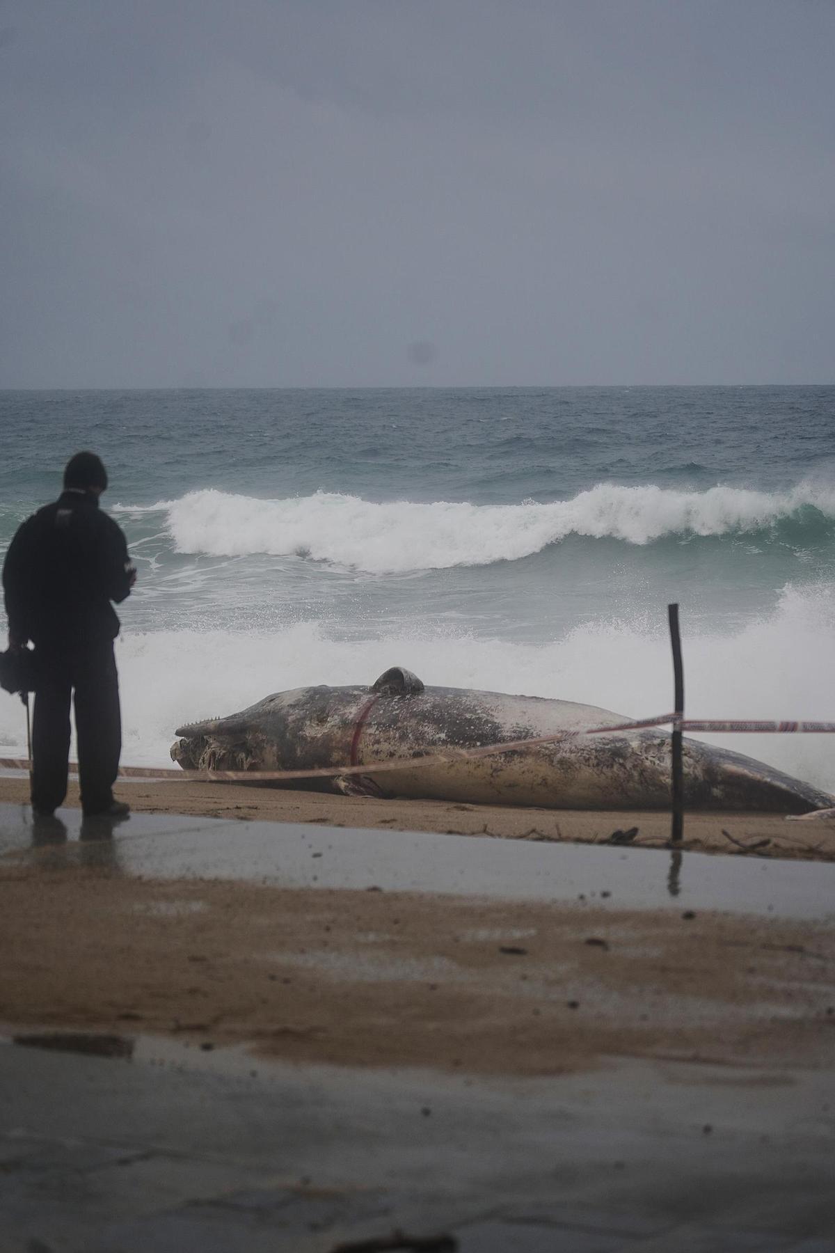 Imatges de la balena morta arrossegada pel temporal a la costa de Platja d'Aro