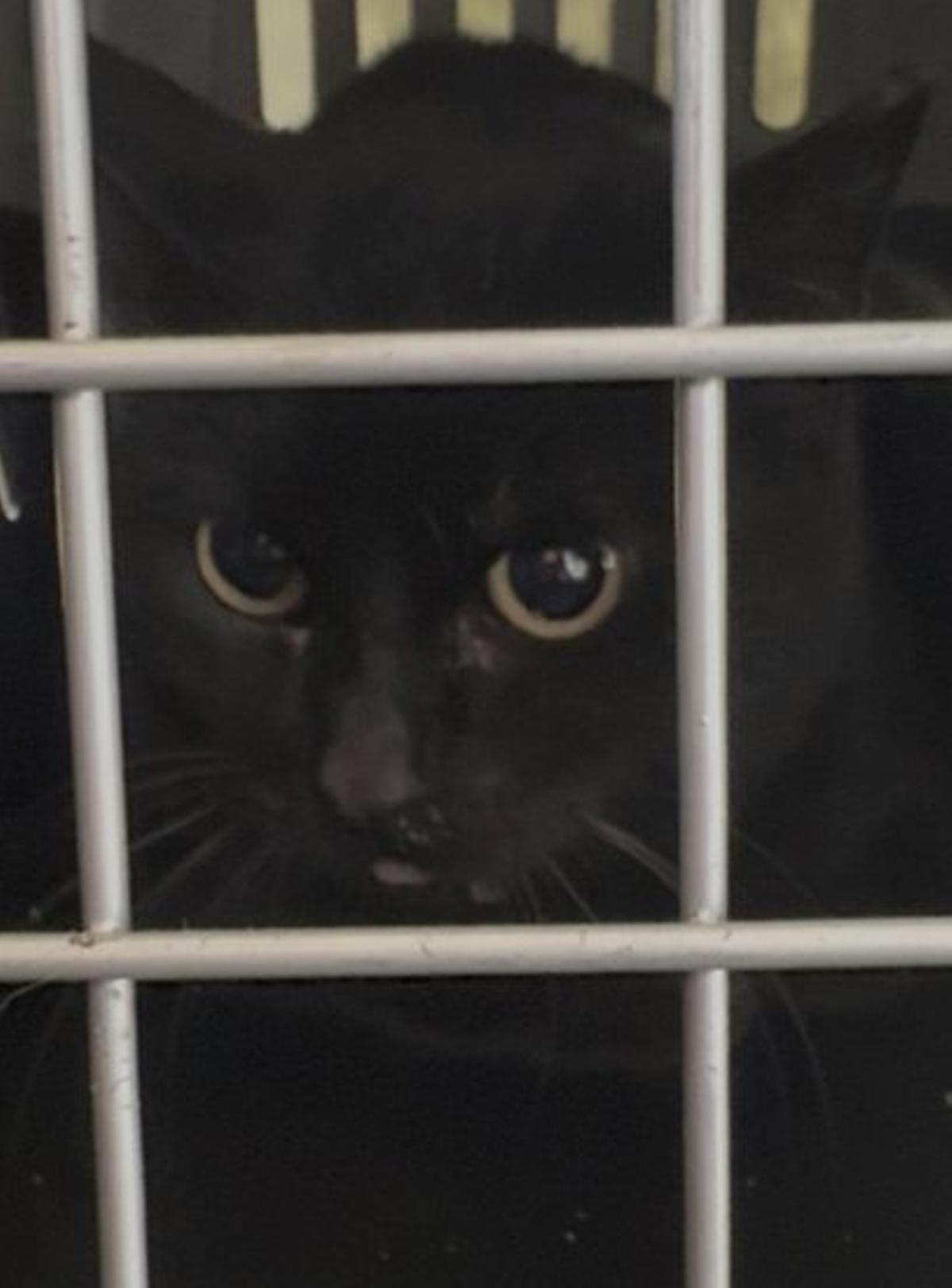 Noite debe dejar el refugio. | CEDIDA