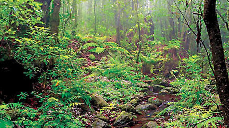 Parque nacional de Garajonay, en La Gomera.