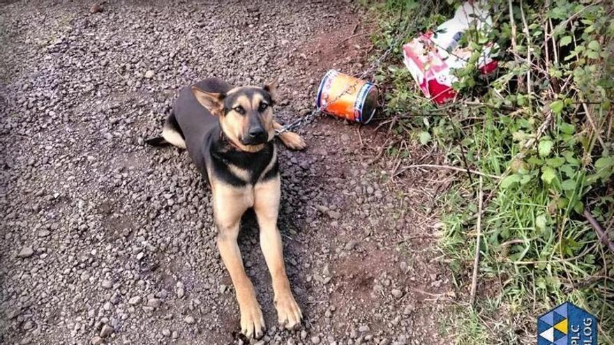 Adepac Canarias reforzará su vigilancia tras nuevos casos de abandono animal en sus instalaciones