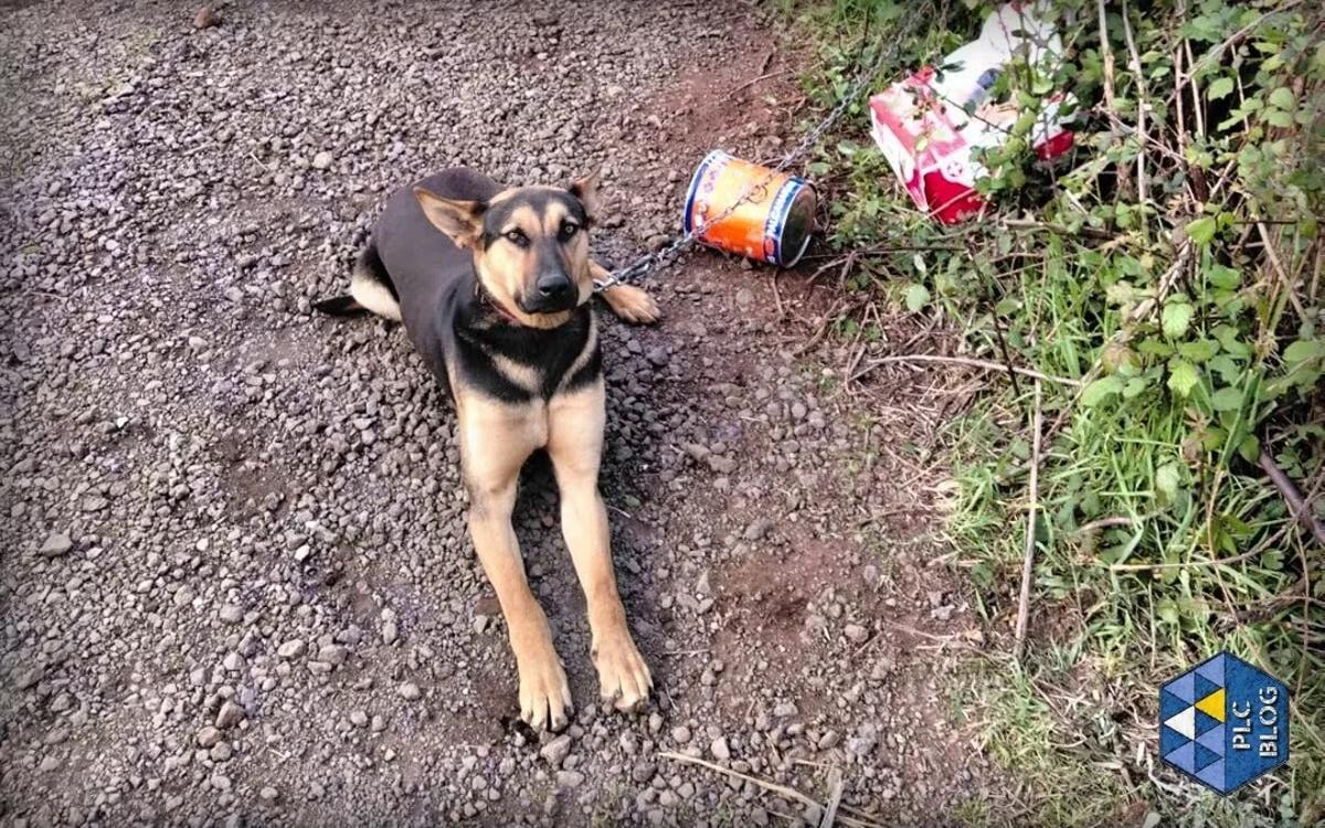 'Pascual', atado fuera del refugio.