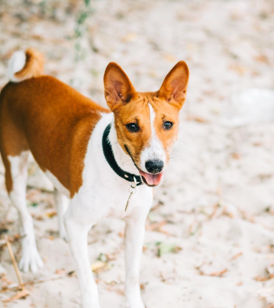 Las 20 razas de perro que no sueltan pelo: ¡Imprescindible para alérgicos!