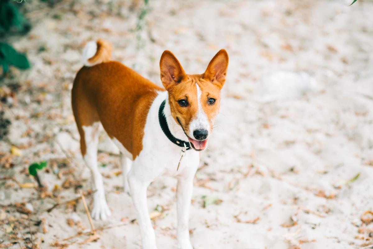 Así es la raza Basenji, la raza de perro que no ladra.