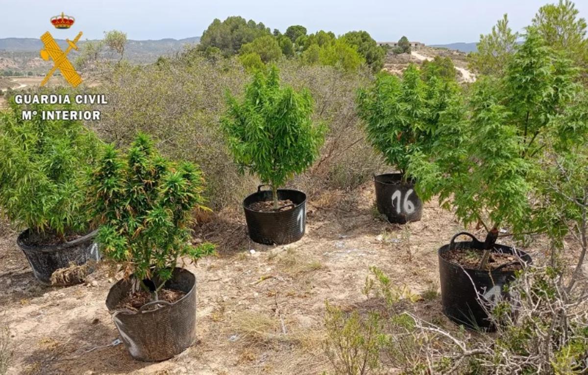La Guardia Civil también halló varias plantas de cannabis en una finca de Fabara en la que residía el acusado.