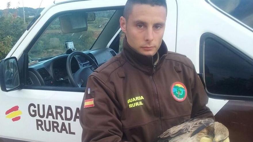 Rescatan a un águila calzada herida tras estrellarse con el tendido eléctrico