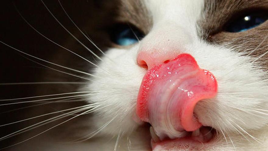 La lengua de mi gato pincha