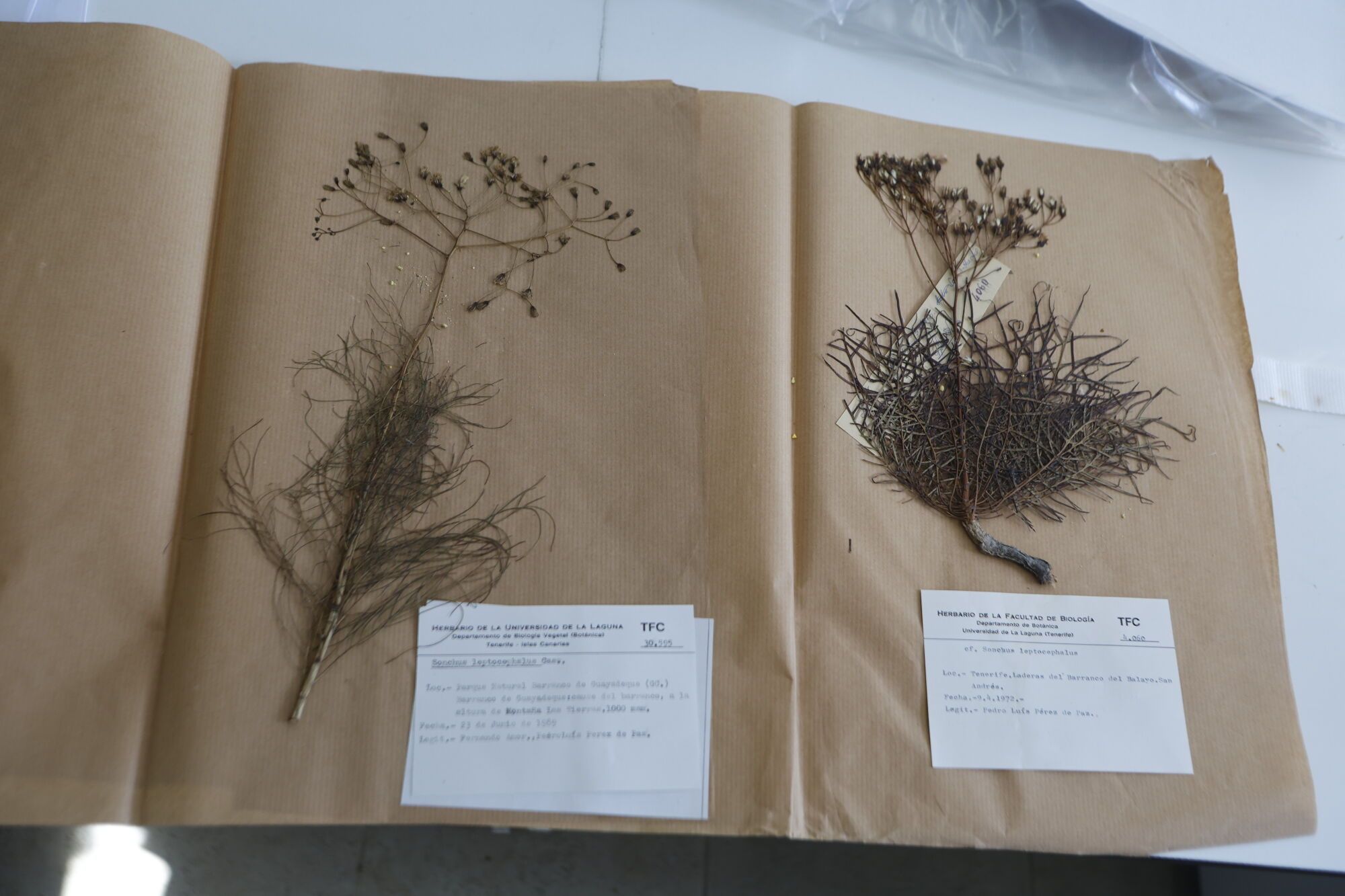 Investigación sobre  plantas extintas en la Macaronesia